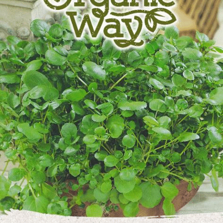 Watercress Seeds | Fast-Growing Superfood for Hydroponic & Smart Indoor Gardens