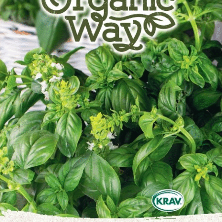 Basil Sweet Marseillais Seeds | Aromatic Culinary Herb for Hydroponics & Smart Indoor Gardens