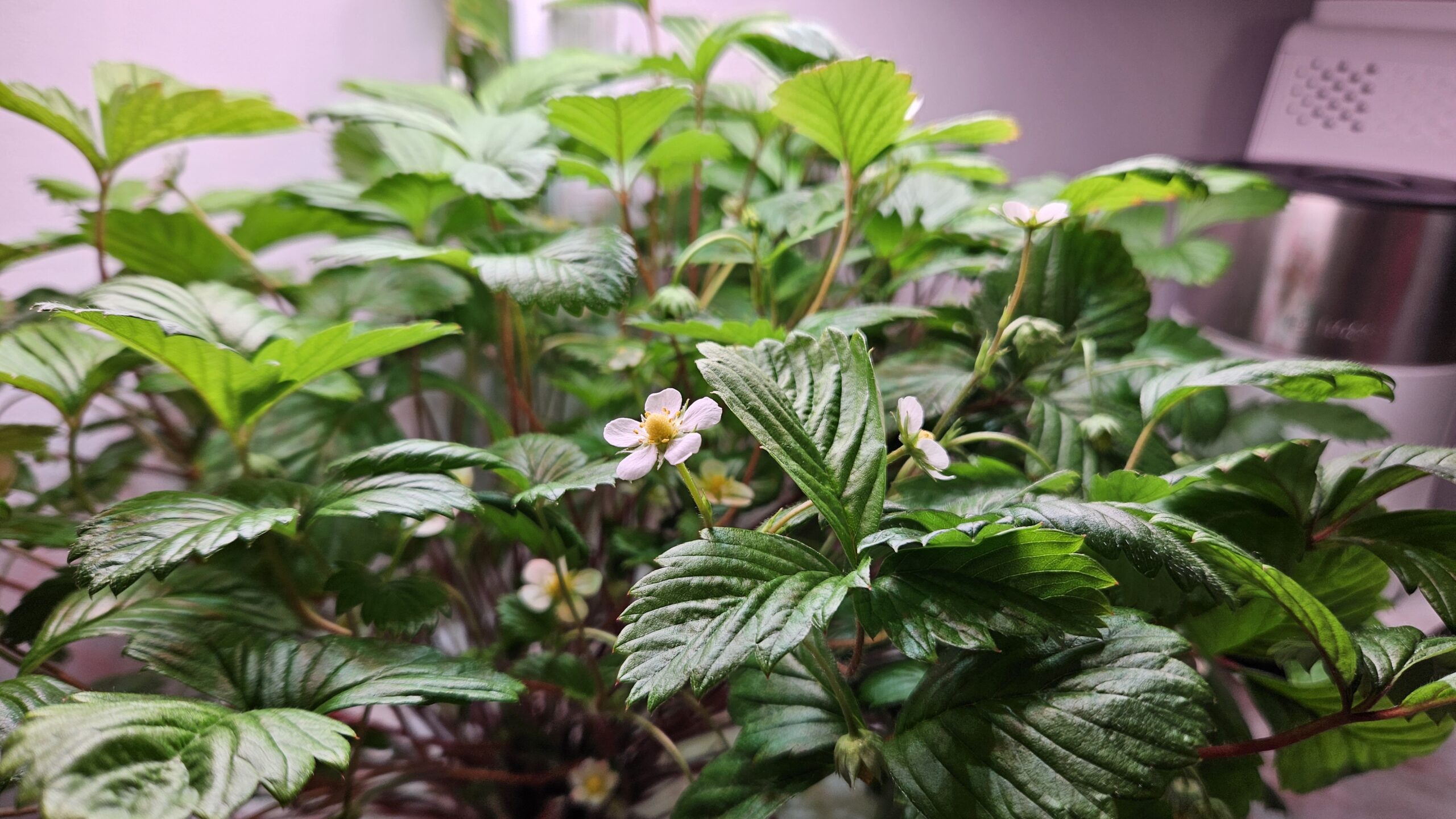 Maasika seemned, mis sobivad toas ja rõdul kasvatamiseks