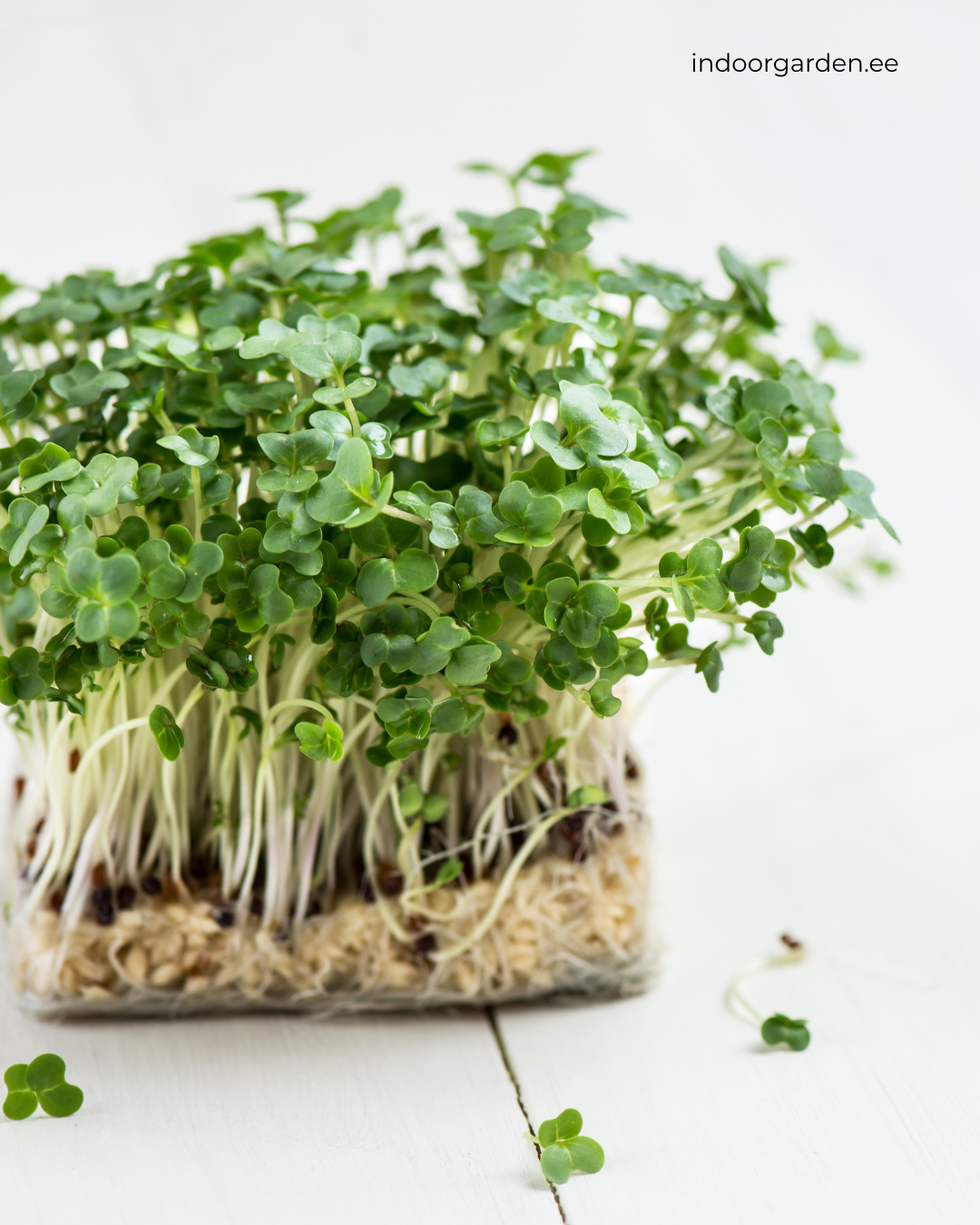 Microgreens Indoors: Beginner Guide to Growing Microgreens at Home