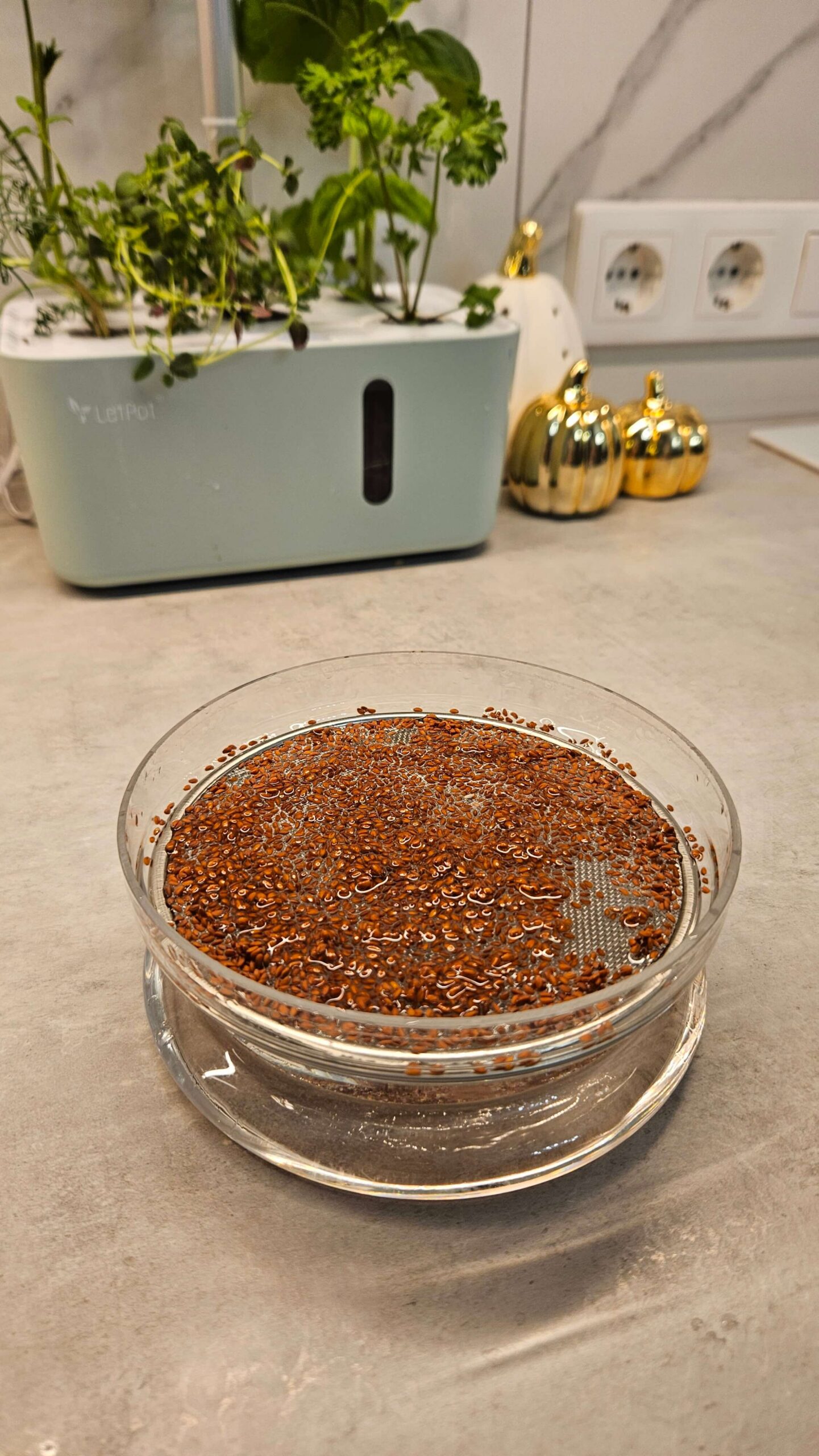 What Is the Word for Seed Starting? A Beginner’s Guide to Seed Terminology