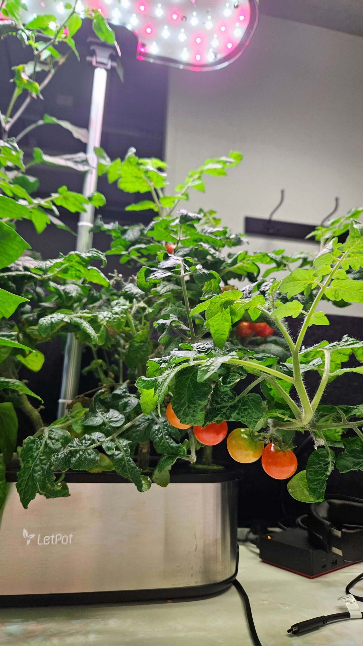 What are the basic needs plants require besides light?