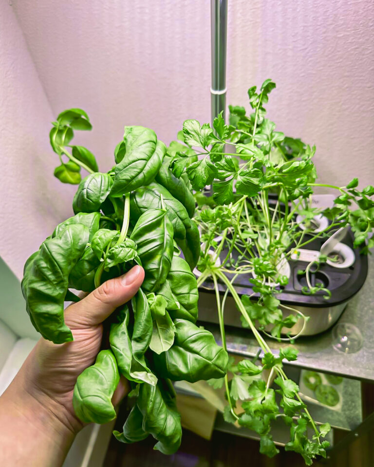 Herb seeds for indoor gardens: 10 herbs that grow on a windowsill all year