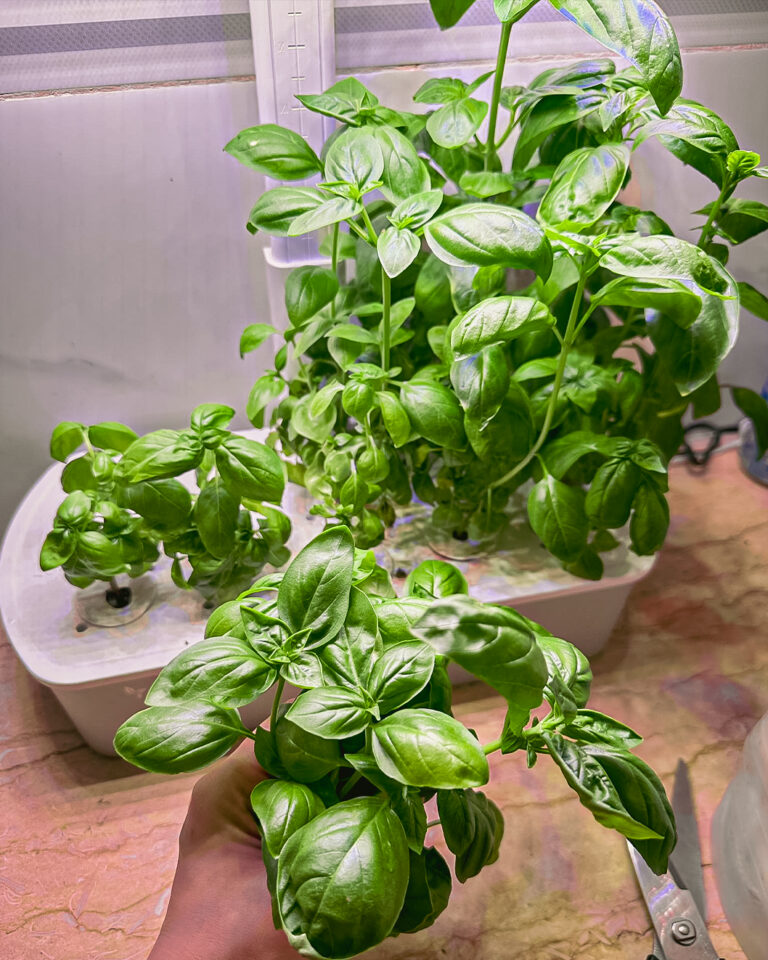 Why is my basil plant not growing? 6 causes we tested indoors