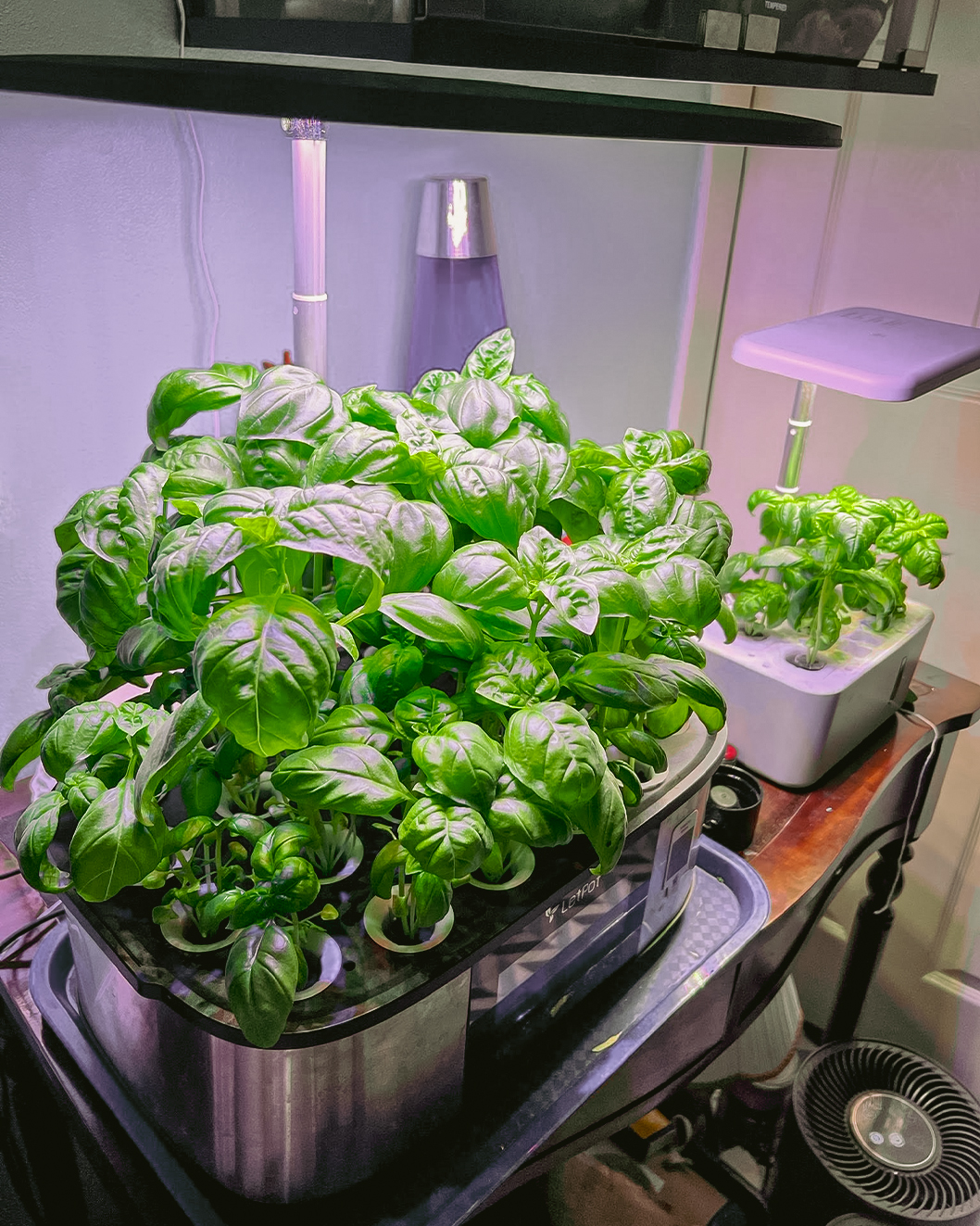 Basil growing in the pods of a LetPot Max hydroponic smart garden