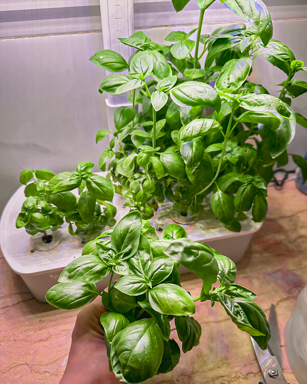 Basil growing in the open pods of a LetPot hydroponic smart garden