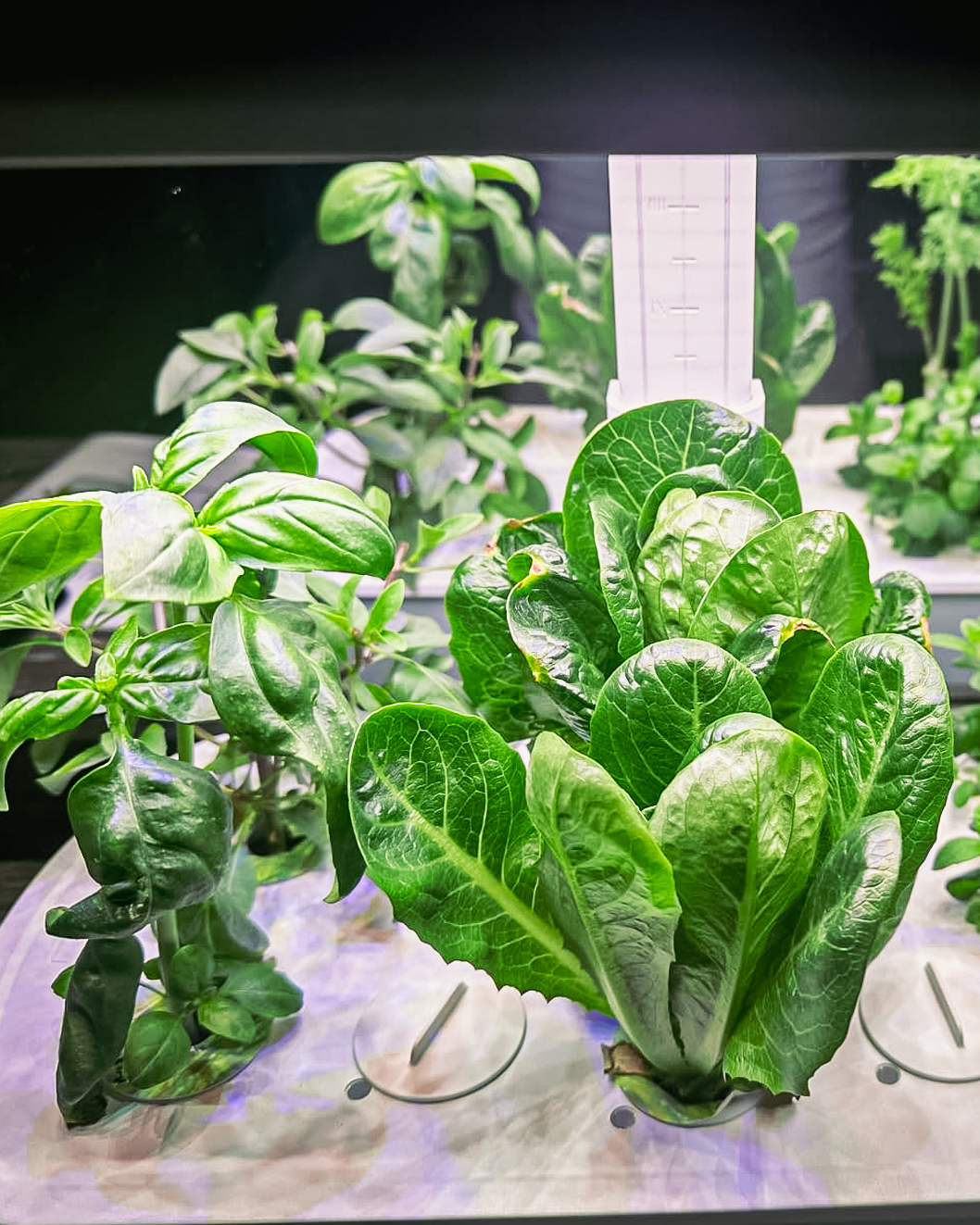 What do plants use blue light for?