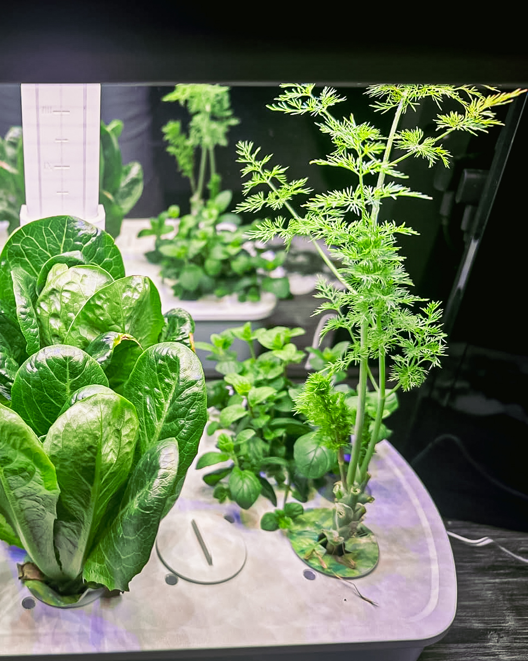 Rows of herbs growing in the pods of a LetPot smart garden under LED light