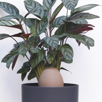 CitySens Hydrating Olla – Black Natural Irrigation Amphora for Indoor Plants, 35 cl Capacity - Image 4