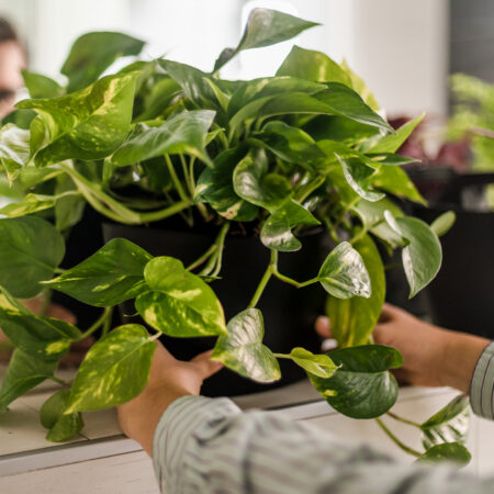 CitySens 3-Pack Wall Planters with Textile Covers and Self-Watering – Black Vertical Planter Set - Image 8