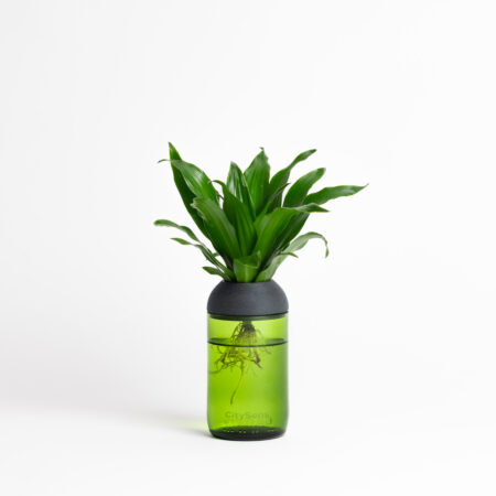 CitySens Transparent Planter with Ebony Support – Green Base Hydroponic Indoor Glass Planter with 3D Printed Wooden Stand