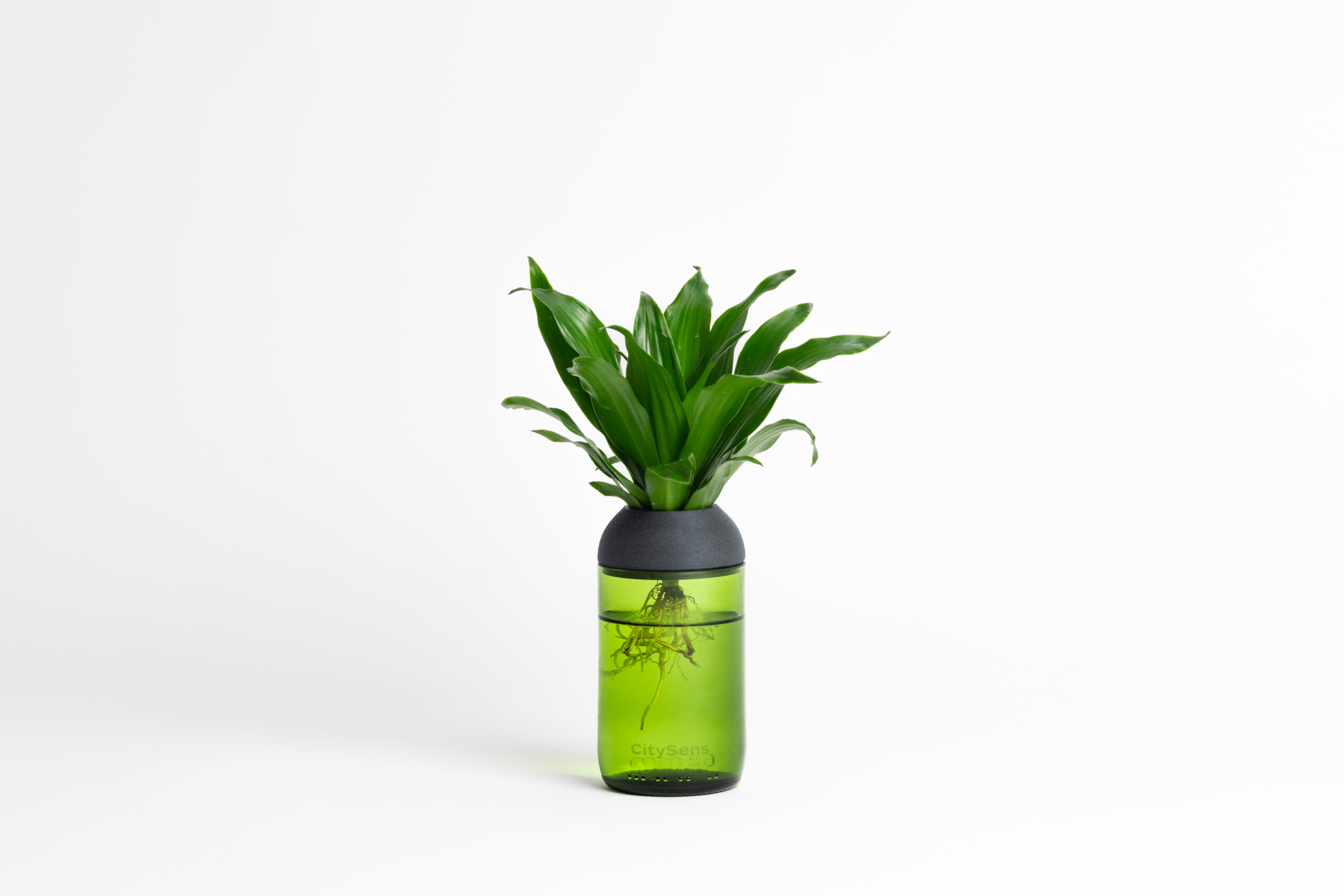 CitySens Transparent Planter with Ebony Support – Green Base Hydroponic Indoor Glass Planter with 3D Printed Wooden Stand - Image 1