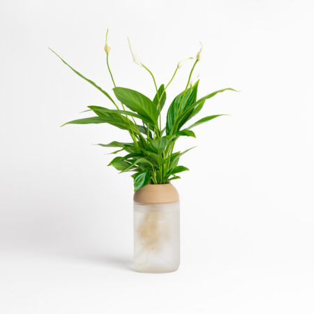 CitySens Transparent Planter with Pine Support – White Matte Base Hydroponic Indoor Glass Planter with 3D Printed Wooden Stand