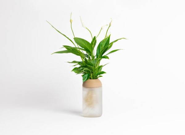 CitySens Transparent Planter with Pine Support – White Matte Base Hydroponic Indoor Glass Planter with 3D Printed Wooden Stand