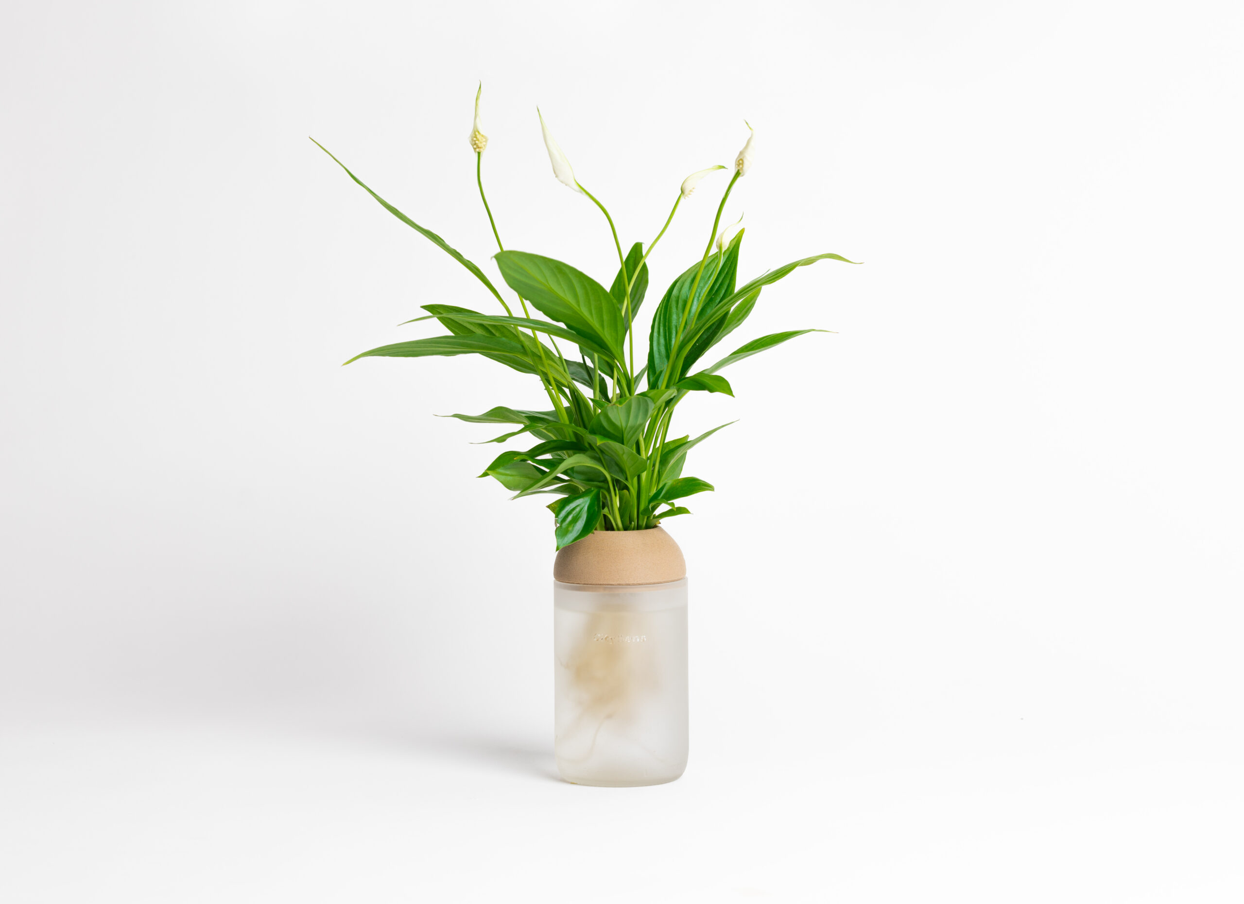 CitySens Transparent Planter with Pine Support – White Matte Base Hydroponic Indoor Glass Planter with 3D Printed Wooden Stand - Image 1