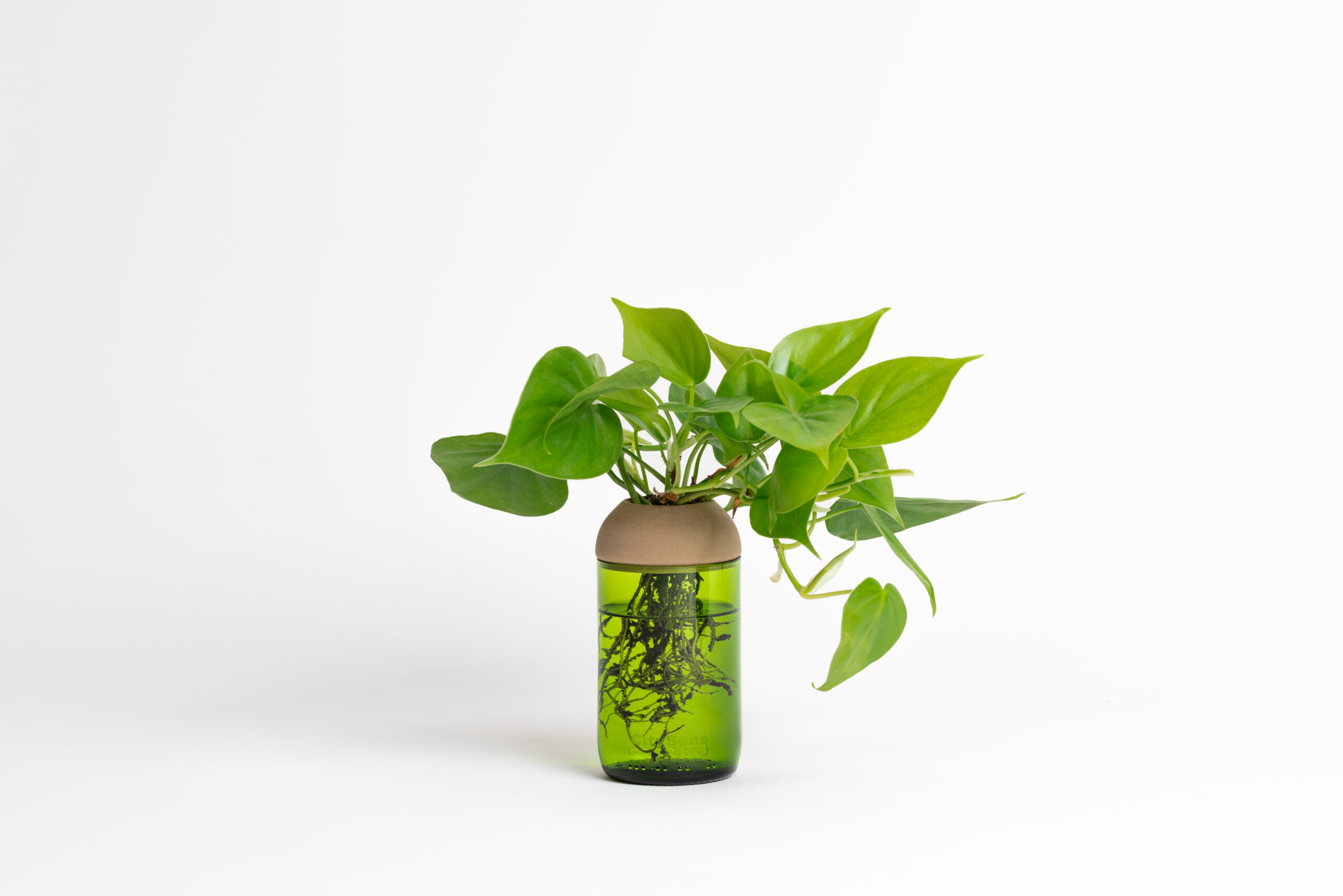 CitySens Transparent Planter with Pine Support – Green Base Hydroponic Indoor Glass Planter with 3D Printed Wooden Stand - Image 1