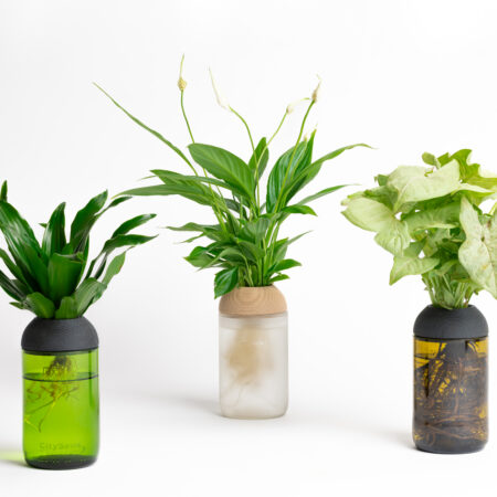 CitySens Transparent Planter with Pine Support – Green Base Hydroponic Indoor Glass Planter with 3D Printed Wooden Stand - Image 3