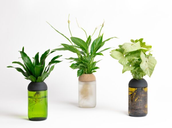 CitySens Transparent Planter with Pine Support – Green Base Hydroponic Indoor Glass Planter with 3D Printed Wooden Stand