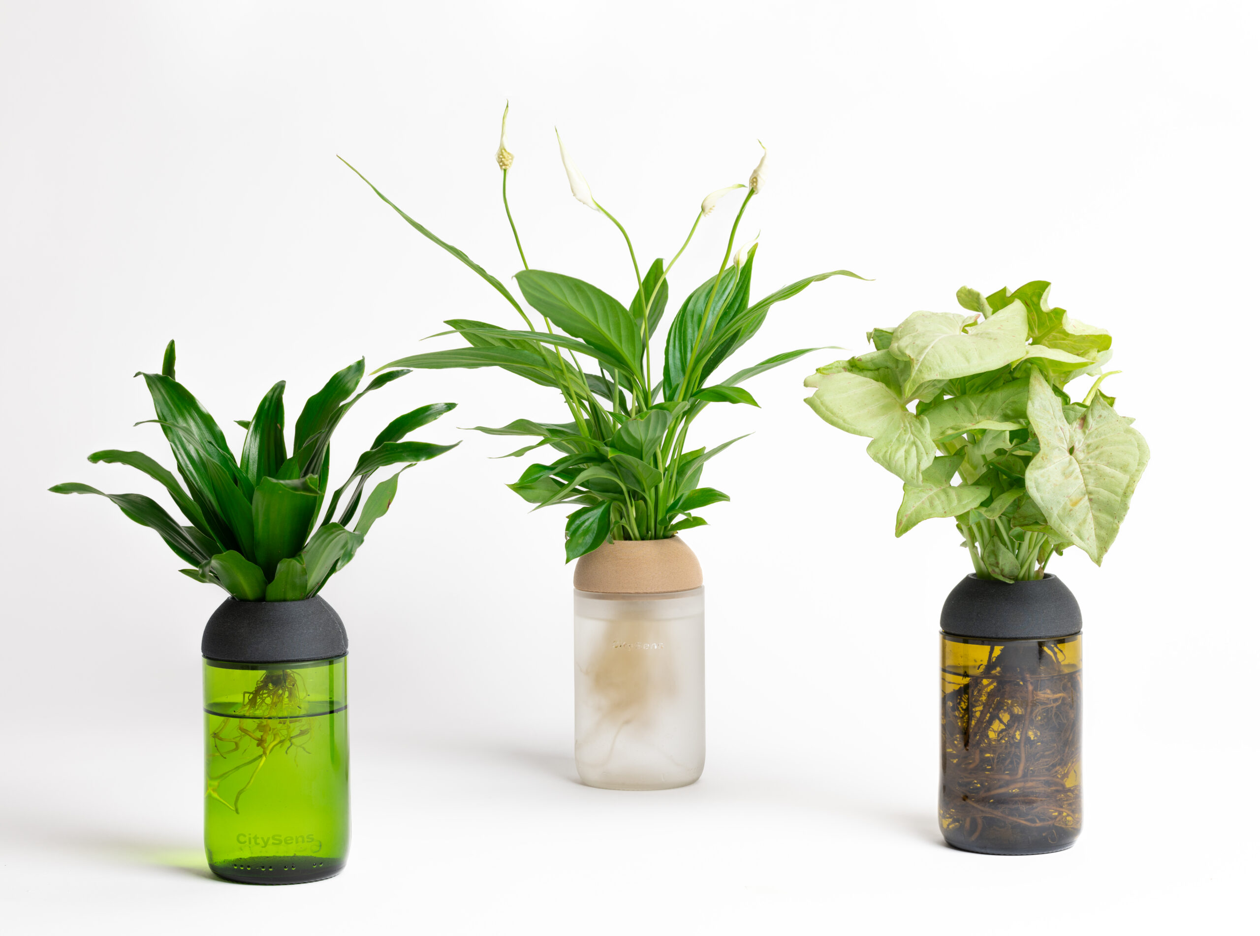 CitySens Transparent Planter with Pine Support – Green Base Hydroponic Indoor Glass Planter with 3D Printed Wooden Stand - Image 3