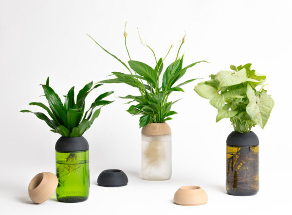 CitySens Transparent Planter with Pine Support – Green Base Hydroponic Indoor Glass Planter with 3D Printed Wooden Stand