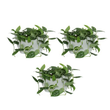 CitySens 3-Pack Wall Planters with Capillary Self-Watering – Gray Vertical Wall Planter Set - Image 9