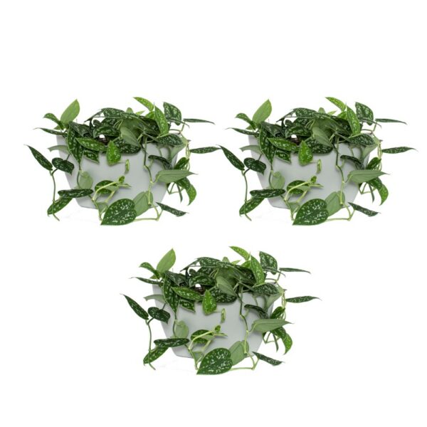 CitySens 3-Pack Wall Planters with Capillary Self-Watering – Gray Vertical Wall Planter Set