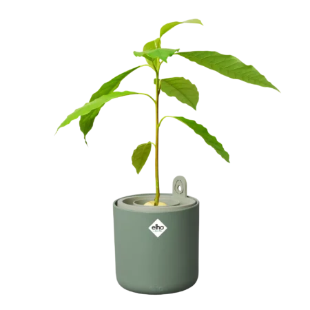 ELHO Amazing Avocado Pot – Leaf Green (1 L) – Indoor Avocado Growing Pot - Image 5