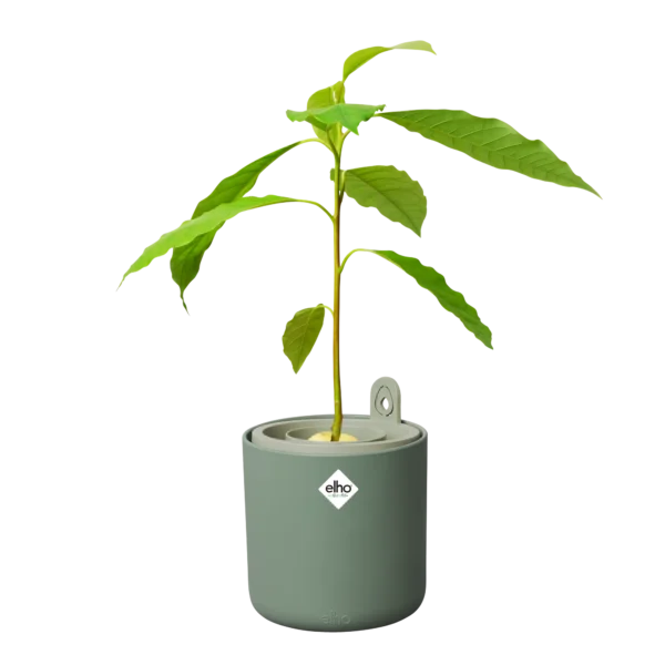 ELHO Amazing Avocado Pot – Leaf Green (1 L) – Indoor Avocado Growing Pot