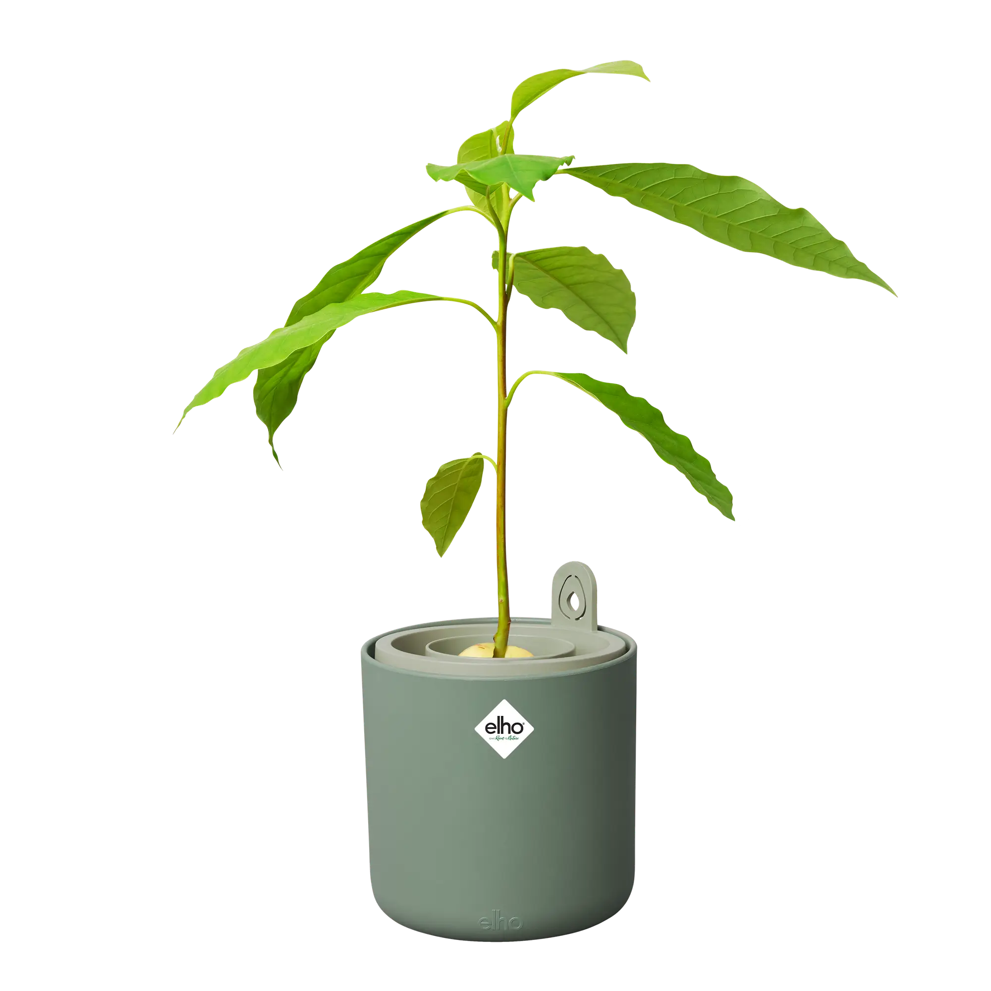 ELHO Amazing Avocado Pot – Leaf Green (1 L) – Indoor Avocado Growing Pot - Image 5