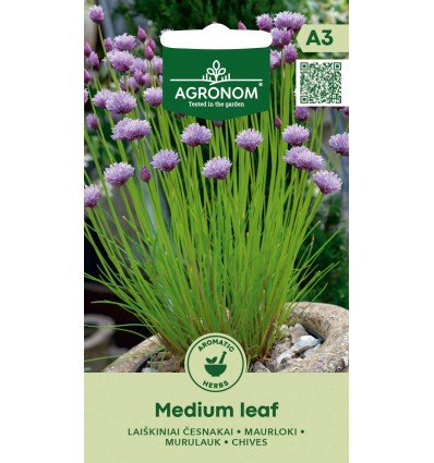 Chives medium leaf – perennial frost resistant herb