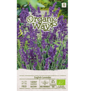 Organic English lavender seeds – perennial culinary and ornamental herb