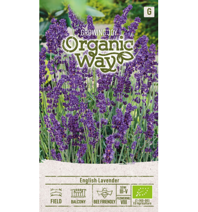 Organic English lavender seeds – perennial culinary and ornamental herb