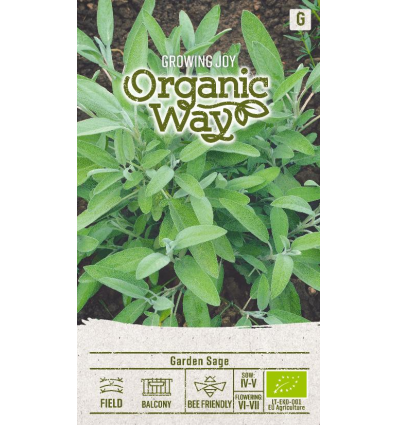 Organic Garden sage – medicinal and decorative herb with strong aroma