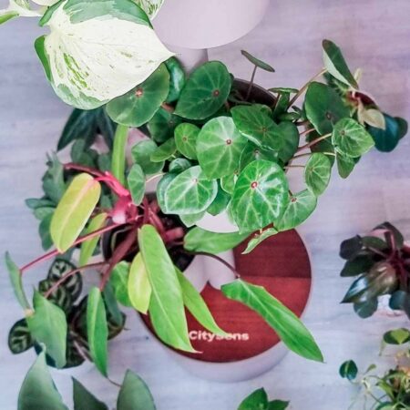 CitySens Vertical Planter – Pine Bark 3 Pots Manual Watering with Teak Wood Details - Image 4