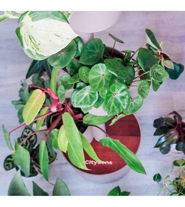 CitySens Vertical Planter – Pine Bark 3 Pots Manual Watering with Teak Wood Details