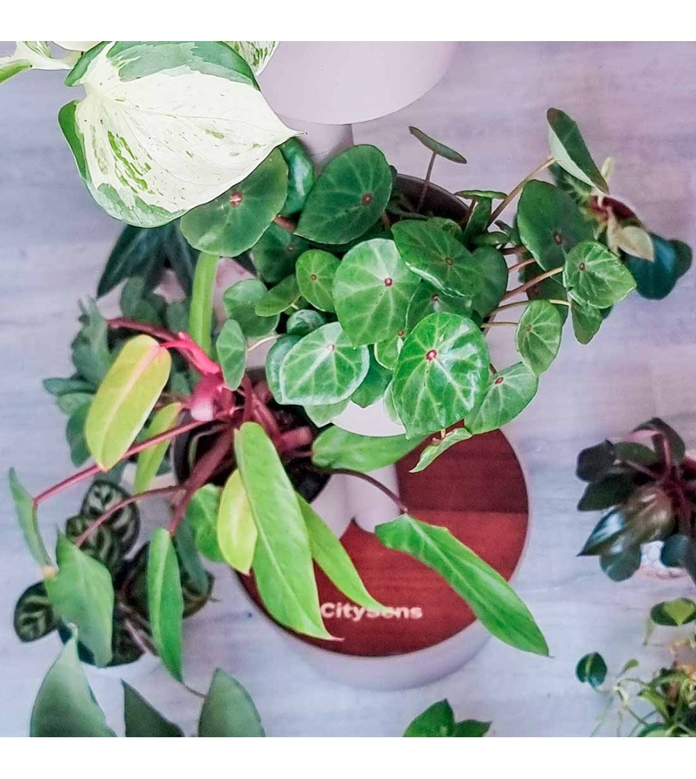 CitySens Vertical Planter – Pine Bark 3 Pots Manual Watering with Teak Wood Details - Image 4