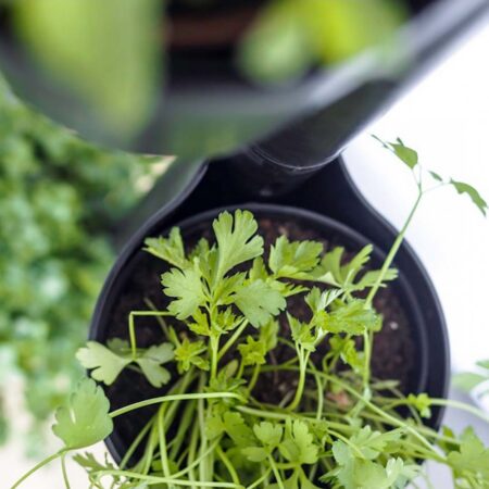 CitySens Vertical Planter – Black 3 Pots Manual Watering - Image 4