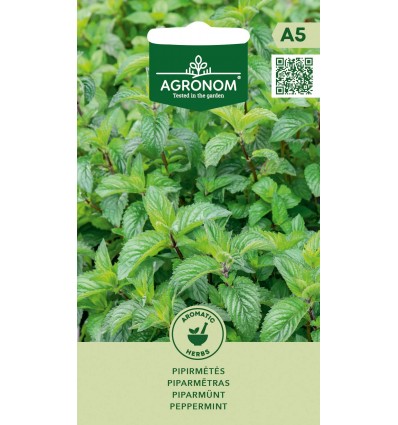 Peppermint – perennial fragrant herb for fresh and dried use