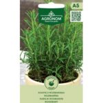 Rozmarinas – daugiametis vaistinis ir dekoratyvinis augalas iki 50 cm
