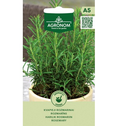 Rosemary – perennial medicinal and decorative herb up to 50 cm