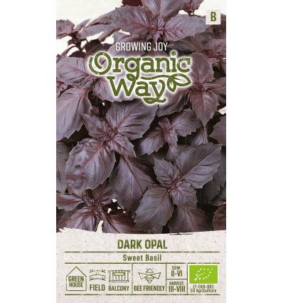 Organic sweet basil dark opal seeds – fragrant annual culinary and medicinal plant