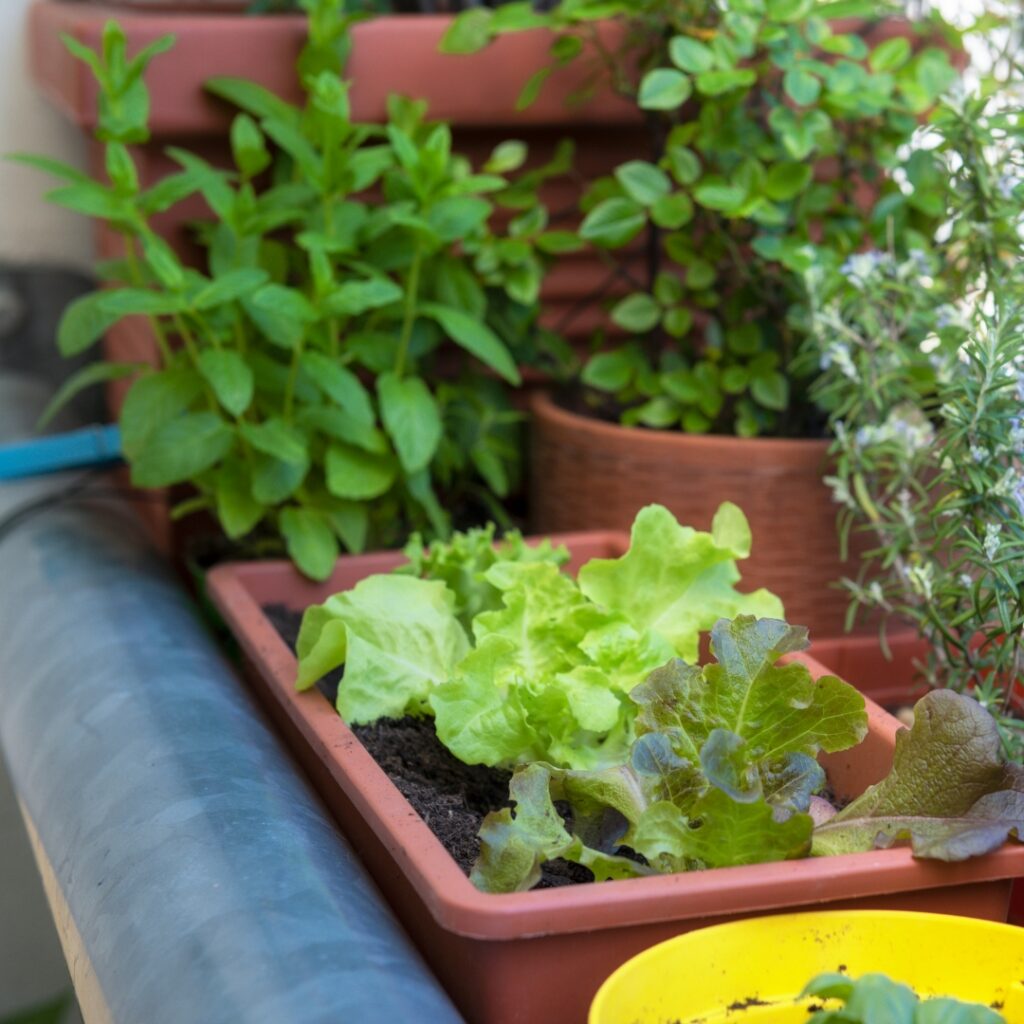 Can I Grow a Garden on My Balcony?