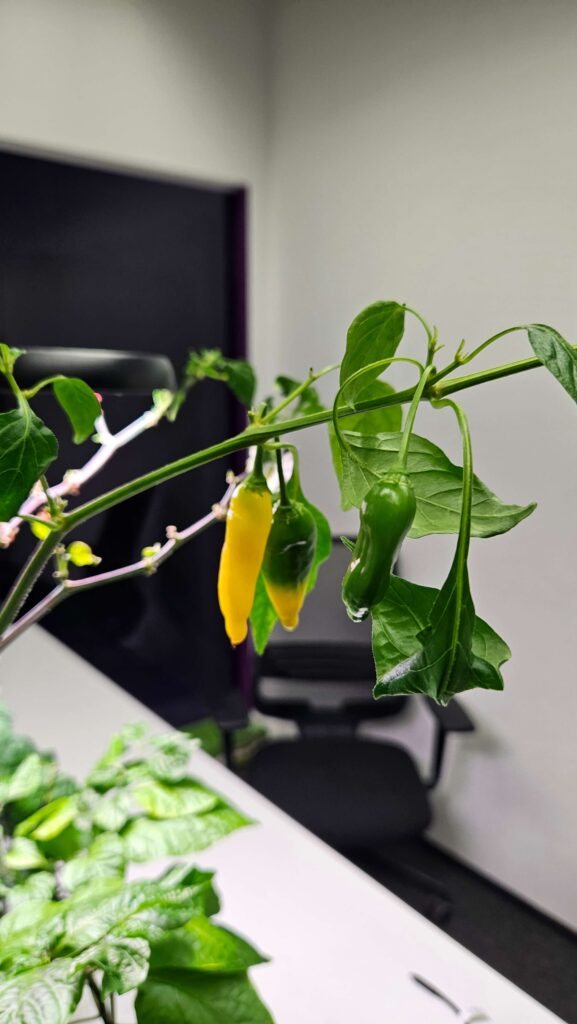 How to Grow Chillies at Home: Complete Beginner-to-Harvest Guide