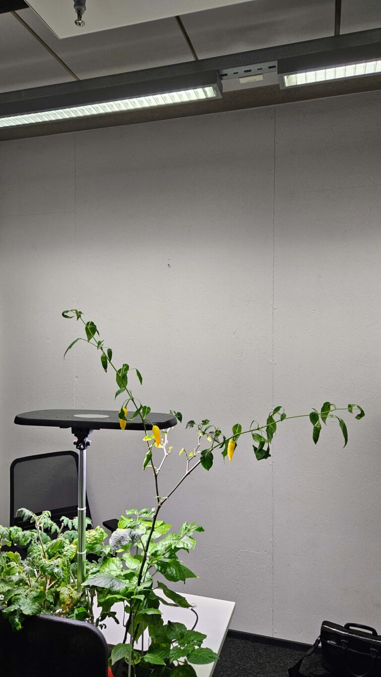 Why Is My Chilli Plant Not Growing? Common Causes and Simple Fixes