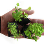 OriBon Black Collection – 3 Origami Plant Pots with Herb Seeds Included