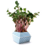 OriBon Classic Collection – Origami Plant Pot with BIO Microgreen Included