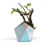 OriBon Classic Collection – Origami Plant Pot with BIO Microgreen Included