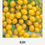 Cherry tomato 'Ildi' seed packet by Seklos with yellow plum-shaped cherry tomatoes