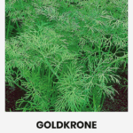Dill 'Goldkrone' seed packet by Seklos with dark green dill leaves