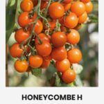Tomato 'Honeycombe' F1 seed packet by Seklos with orange cherry tomatoes on the truss